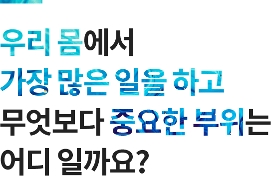 우리 몸에서 가장 많은 일을 하고 무엇보다 중요한 부위는 어디 일까요? 
