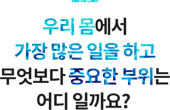 우리 몸에서 가장 많은 일을 하고 무엇보다 중요한 부위는 어디 일까요? 